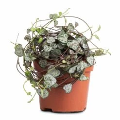 Ceropegia Woodii - String Of Hearts -Indoor Plants Store Ceropegia woodii String of Hearts 12x25cm no hanger