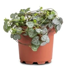 Ceropegia Woodii - String Of Hearts -Indoor Plants Store Ceropegia woodii String of Hearts 12x25cm no hanger 3a3af313 125a 49d0 862c b0d9b0edeab8