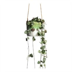 Ceropegia Woodii - String Of Hearts -Indoor Plants Store Ceropegia woodii String of Hearts 8x20cm no hanger Wave Hanging Indoor Pot