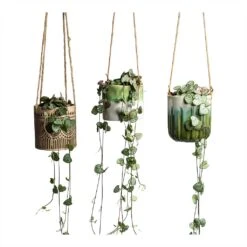 Ceropegia Woodii - String Of Hearts -Indoor Plants Store Ceropegia woodii String of Hearts 8x20cm no hanger in 3 pots
