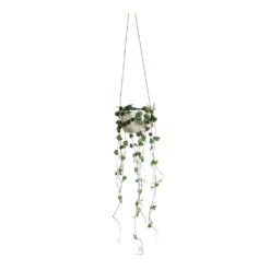Ceropegia Woodii - String Of Hearts -Indoor Plants Store Ceropegia woodii String of Hearts Dot Hanging Indoor Pot