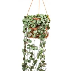 Ceropegia Woodii - String Of Hearts -Indoor Plants Store Ceropegia woodii String of Hearts Large Leaves