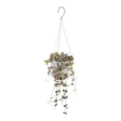 Ceropegia Woodii - Variegated String Of Hearts -Indoor Plants Store Ceropegia woodii Variegated String of Hearts 14x30cm 7fc8443e dac8 4e3f af47 47b752611c9e