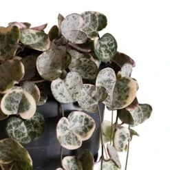 Ceropegia Woodii - Variegated String Of Hearts -Indoor Plants Store Ceropegia woodii variegata Variegated String of Hearts 4