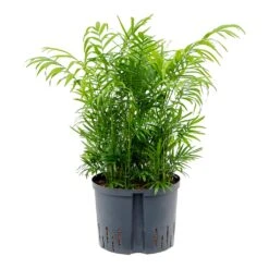 Chamaedorea Elegans - Parlour Palm - HydroCare 12 Chamaedorea Elegans - Parlour Palm - HydroCare -Indoor Plants Store Chamaedore aelegans Parlour Palm Hydroculture 25 19x75cm