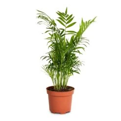 Chamaedorea Elegans - Parlour Palm -Indoor Plants Store Chamaedorea elegans Parlour Palm 12x40cm
