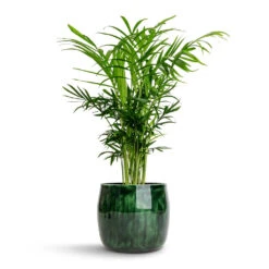 Chamaedorea Elegans - Parlour Palm -Indoor Plants Store Chamaedorea elegans Parlour Palm 12x40cm Babet Plant Pot Pine 14x12cm 211ca432 2bba 43e8 ae87 5202a799ac8f
