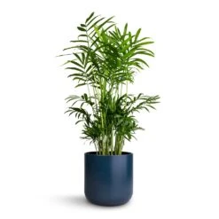 Chamaedorea Elegans - Parlour Palm -Indoor Plants Store Chamaedorea elegans Parlour Palm 14x50cm Lisbon Plant Pot Navy 15x15cm
