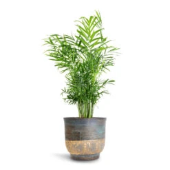 Chamaedorea Elegans - Parlour Palm -Indoor Plants Store Chamaedorea elegans Parlour Palm 17x60cm Aico Plant Pot Shiny Blue 22x20cm