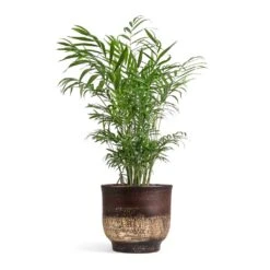 Aico Plant Pot - Shiny Brown -Indoor Plants Store Chamaedorea elegans Parlour Palm 17x60cm Aico Plant Pot Shiny Brown 22x20cm 1062ebd0 5a9c 4659 8ce0 17940e6787de