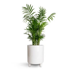 Pisa Plant Pot - White 16 Pisa Plant Pot - White -Indoor Plants Store Chamaedorea elegans Parlour Palm 17x60cm Pisa Plant Pot White 20x24cm