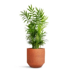 Chamaedorea Elegans - Parlour Palm -Indoor Plants Store Chamaedorea elegans Parlour Palm 17x60cm Solento Plant Pot Terracotta Speckle 20x18.5cm 1f1891d5 eb6f 4880 b47a 75d52531487a