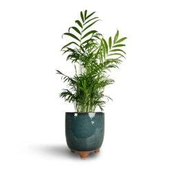 Chamaedorea Elegans - Parlour Palm -Indoor Plants Store Chamaedorea elegans Parlour Palm 17x70cm Kaat Plant Pot Petrol 20x20cm