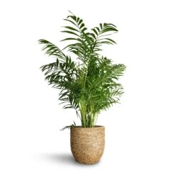 Chamaedorea Elegans - Parlour Palm -Indoor Plants Store Chamaedorea elegans Parlour Palm 20x100cm Cody Plant Pot Straw Grass 27x26cm