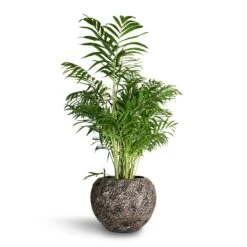 Chamaedorea Elegans - Parlour Palm -Indoor Plants Store Chamaedorea elegans Parlour Palm 20x100cm Luxe Lite Moon Globe Planter Bronze 33x24cm 0455eb36 6f4e 4edc bead 8c2e1c424eb1