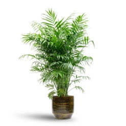 Chamaedorea Elegans - Parlour Palm -Indoor Plants Store Chamaedorea elegans Parlour Palm 20x100cm Sanna Plant Pot Savanna 25x23cm