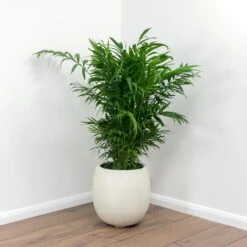 Grigio Balloon Plant Pot - Antique White Concrete -Indoor Plants Store Chamaedorea elegans Parlour Palm Balloon Plant Pot White Concrete c6a82d51 22ab 426d 9e54 d695d3bdf83d
