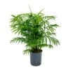 Chamaedorea Elegans - Parlour Palm - HydroCare -Indoor Plants Store Chamaedorea elegans Parlour Palm Hydroculture Indoor Plant Large
