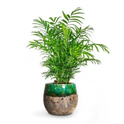 Chamaedorea Elegans - Parlour Palm -Indoor Plants Store Chamaedorea elegans Parlour Palm Lindy Plant Pot Green