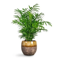 Chamaedorea Elegans - Parlour Palm -Indoor Plants Store Chamaedorea elegans Parlour Palm Lindy Plant Pot Ochre 6442324a 81b2 48a5 9505 33a2bb230c35