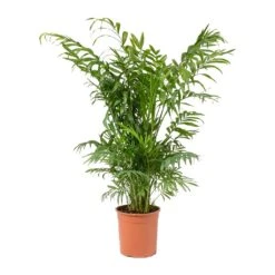 Chamaedorea Elegans - Parlour Palm -Indoor Plants Store Chamaedorea elegans Parlour Palm Medium