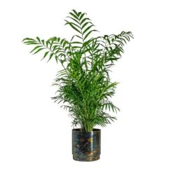 Chamaedorea Elegans - Parlour Palm -Indoor Plants Store Chamaedorea elegans Parlour Palm Minou Metal Plant Pots Set of 3 Copper Black