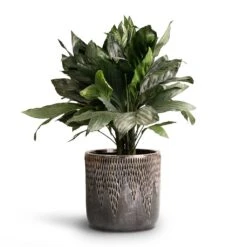 Chamaedorea Metallica - Metallic Palm -Indoor Plants Store Chamaedorea metallica Metallic Palm 21x60cm Luxe Lite Comet Cylinder Planter Bronze 28x27cm 18c6c196 c20d 4898 8c26 0ea6a3a6a57e