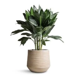 Dune Darcy Planter - Oat -Indoor Plants Store Chamaedorea metallica Metallic Palm 21x70cm Dune Darcy Planter Oat 30x26cm bd14912e a3de 42bf a8cb bcbd604a8a38