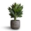 Chamaedorea Metallica - Metallic Palm 1 Chamaedorea Metallica - Metallic Palm -Indoor Plants Store Chamaedorea metallica Metallic Palm 21x70cm Feico Plant Pot Metal Black