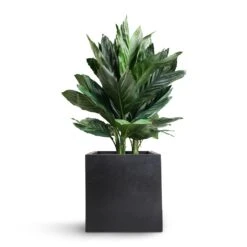 Fleur Natural Planter - Black -Indoor Plants Store Chamaedorea metallica Metallic Palm 21x70cm Fleur Natural Planter Black 25x25x25cm