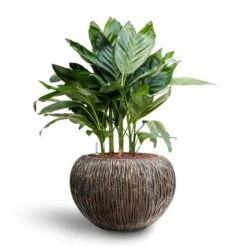 Luxe Lite Waterfall Globe Planter - Bronze -Indoor Plants Store Chamaedorea metallica Metallic Palm Hydroculture Luxe Lite Waterfall Globe Planter Bronze
