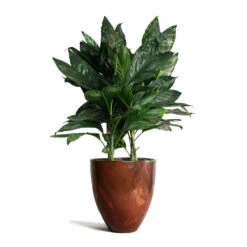 Chamaedorea Metallica - Metallic Palm -Indoor Plants Store Chamaedorea metallica Metallic Palm Livin Beauty Flowerpot Copper Matt Smooth