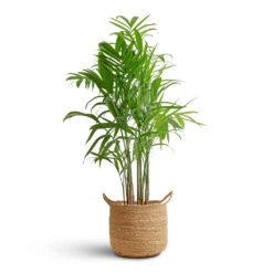 Chamaedorea Seifrizii - Bamboo Palm 15 Chamaedorea Seifrizii - Bamboo Palm -Indoor Plants Store Chamaedorea seifrizii Bamboo Palm 21x100cm Nelis Plant Basket Natural 28x27cm 08c48529 b4f6 47a0 b412 9d31ad5766e3