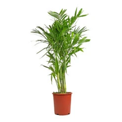 Chamaedorea Seifrizii - Bamboo Palm 16 Chamaedorea Seifrizii - Bamboo Palm -Indoor Plants Store Chamaedorea seifrizii Bamboo Palm 27x140cm 5552
