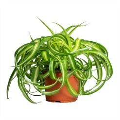 Chlorophytum Bonnie - Curly Spider Plant -Indoor Plants Store Chlorophytum Bonnie Curly Spider Plant 12x25cm