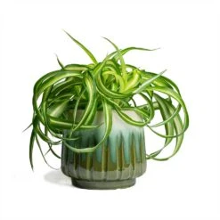 Chlorophytum Bonnie - Curly Spider Plant -Indoor Plants Store Chlorophytum Bonnie Curly Spider Plant 12x25cm Alice Plant Pot Ocean 15x14cm