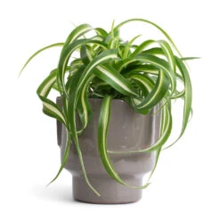 Chlorophytum Bonnie - Curly Spider Plant -Indoor Plants Store Chlorophytum Bonnie Curly Spider Plant 12x25cm Aries Handles Plant Pot Charcoal 14x15cm 342136f2 ed6c 4efd 8f6c c55d02a5d88e