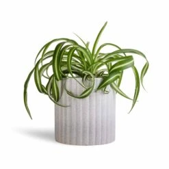 Chlorophytum Bonnie - Curly Spider Plant -Indoor Plants Store Chlorophytum Bonnie Curly Spider Plant 12x25cm Azalea Ribbed Plant Pot Speckled Grey Stone 15x15cm 4829111a 6efd 42d0 90f5 6736f40e4e80