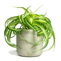 Chlorophytum Bonnie - Curly Spider Plant -Indoor Plants Store Chlorophytum Bonnie Curly Spider Plant 12x25cm Charlie Plant Pot Grey Washed 15x15cm