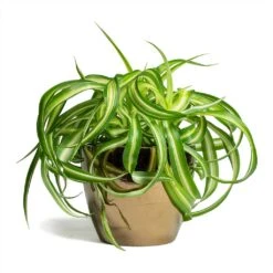Chlorophytum Bonnie - Curly Spider Plant -Indoor Plants Store Chlorophytum Bonnie Curly Spider Plant 12x25cm Sven Plant Pot Gold 15x12cm