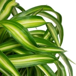 Chlorophytum Bonnie - Curly Spider Plant -Indoor Plants Store Chlorophytum Bonnie Curly Spider Plant 12x25cm close up