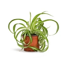 Chlorophytum Bonnie - Curly Spider Plant -Indoor Plants Store Chlorophytum Bonnie Curly Spider Plant 12x25cm 515a39d4 9d1f 44ed bee0 bc89328bd39b