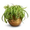 Chlorophytum Bonnie - Curly Spider Plant -Indoor Plants Store Chlorophytum Bonnie Curly Spider Plant 20x50cm Ayka Metal Plant Pots Set4 Large Old Camel
