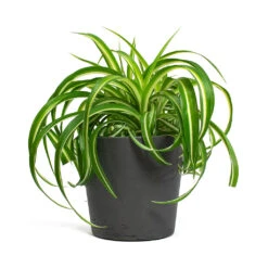 Chlorophytum Bonnie - Curly Spider Plant -Indoor Plants Store Chlorophytum Bonnie Curly Spider Plant Mini Bucket Plant Pot Black Washed 4bdf4c57 74f0 4a66 9819 290598f5937e
