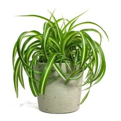 Chlorophytum Bonnie - Curly Spider Plant -Indoor Plants Store Chlorophytum Bonnie Curly Spider Plant Mini Bucket Plant Pot Grey Washed 44eb0987 37e1 43bb 8493 fcf4ddb826e4