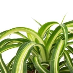 Chlorophytum Bonnie - Curly Spider Plant -Indoor Plants Store Chlorophytum Bonnie Curly Spider Plant SWATCH 330a72e9 cff4 4436 93a2 50f10d1b4e97