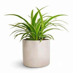 Chlorophytum Ocean - Spider Plant -Indoor Plants Store Chlorophytum Ocean Spider Plant 12x20cm Lazzaro Plant Pot Linen Effect 15x13cm