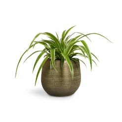 Chlorophytum Ocean - Spider Plant -Indoor Plants Store Chlorophytum Ocean Spider Plant 12x20cm Lydia Plant Pot Shiny Green 15x13cm 651bba19 1722 43ed ad58 da97288f0d16