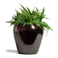 Chlorophytum Ocean - Spider Plant -Indoor Plants Store Chlorophytum Ocean Spider Plant 15x25cm Amora Plant Pot Black Gold 21x21cm 6b7bdfc3 1378 4c14 a52c 7fcb751f749b