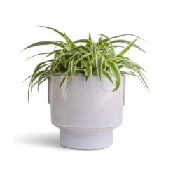 Chlorophytum Ocean - Spider Plant -Indoor Plants Store Chlorophytum Ocean Spider Plant 15x25cm Aries Handles Plant Pot White 19x20cm 977a5706 23cd 4461 b501 cf287b3a80da